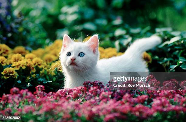 white kitten among flowers - cat outside stock pictures, royalty-free photos & images