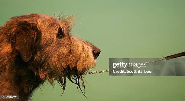 An Irish Wolfhound is judged during the 102nd Crufts dog show on March 10, 2005 in Birmingham, England. Over 23,000 top pedigree dogs from around the...