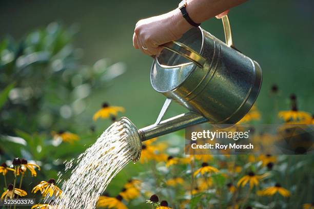 watering flower garden - annaffiatoio foto e immagini stock