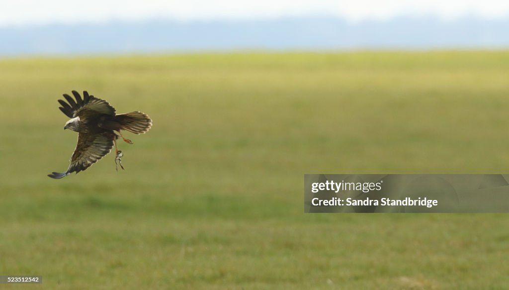 A flying Marsh Harrier (Circus aeruginosus) with a Marsh Frog in its talons.