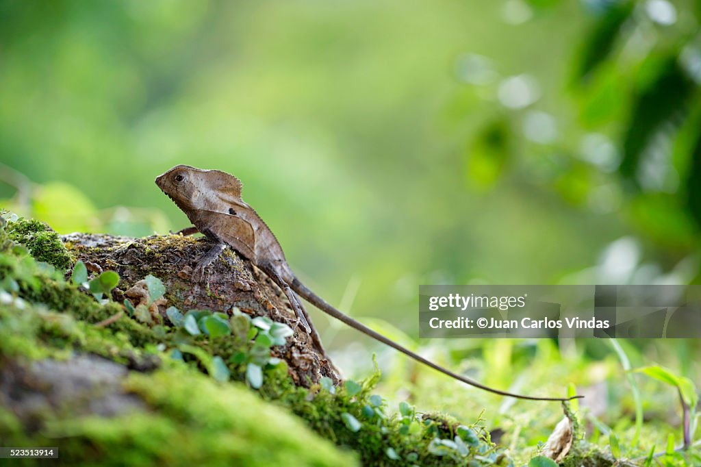 Helmeted Iguana