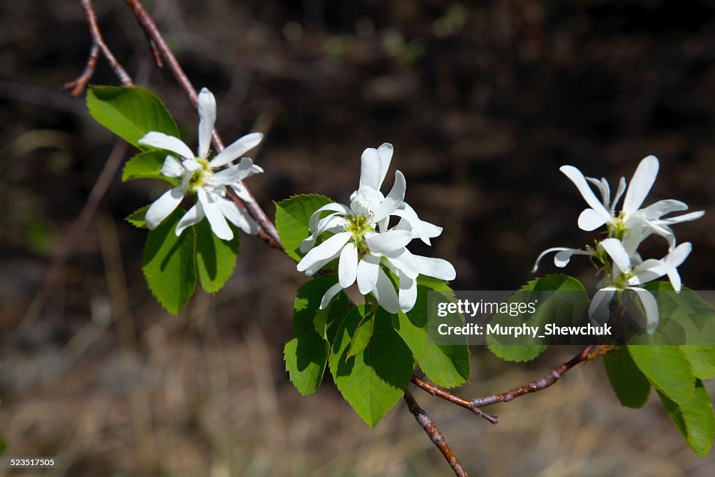 Saskatoon Spring Bloom Saskatoon Berry Blossoms In Spring High-Res Stock Photo - Getty Images