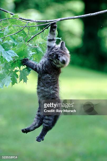 kitten hanging from a branch - linda rama fotografías e imágenes de stock