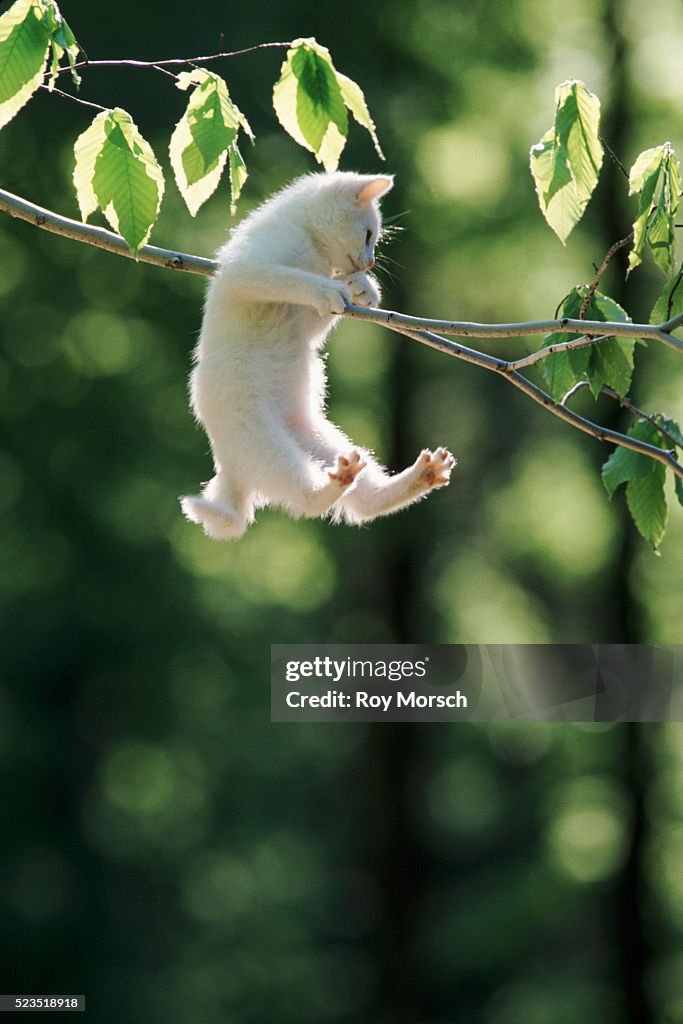 Kitten Hanging from a Branch
