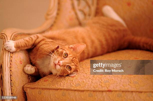 tabby cat stretching on chair - camouflaged cat ストックフォトと画像