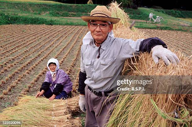 rice harvest, japan - couple farm ストックフォトと画像