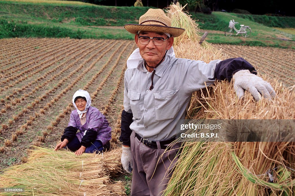 Rice harvest, Japan