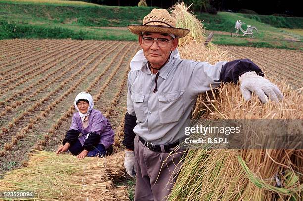 rice harvest, japan - the japanese wife - fotografias e filmes do acervo