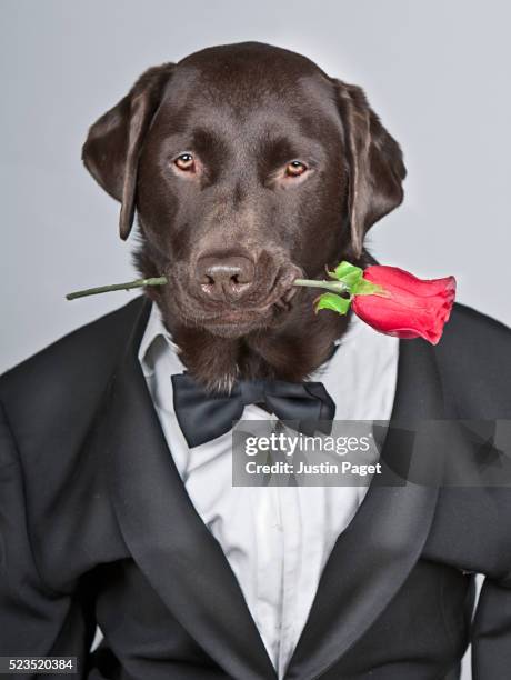 490 Dog Tuxedo Photos and Premium High Res Pictures - Getty Images 490 Dog Tuxedo Photos and Premium High Res Pictures - Getty Images