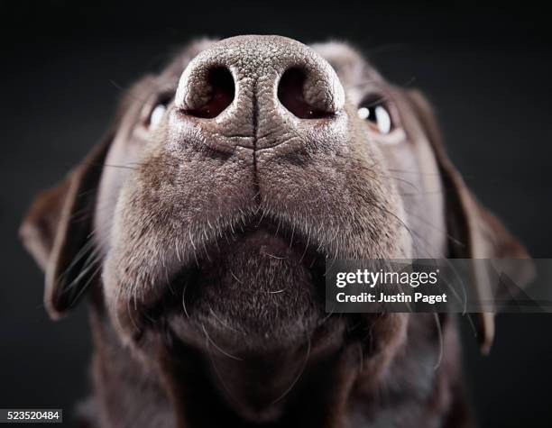 close up of chocolate labrador's nose - labrador retriever ストックフォトと画像