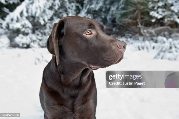 Labrador Retriever Profile Photos and Premium High Res Pictures - Getty ...