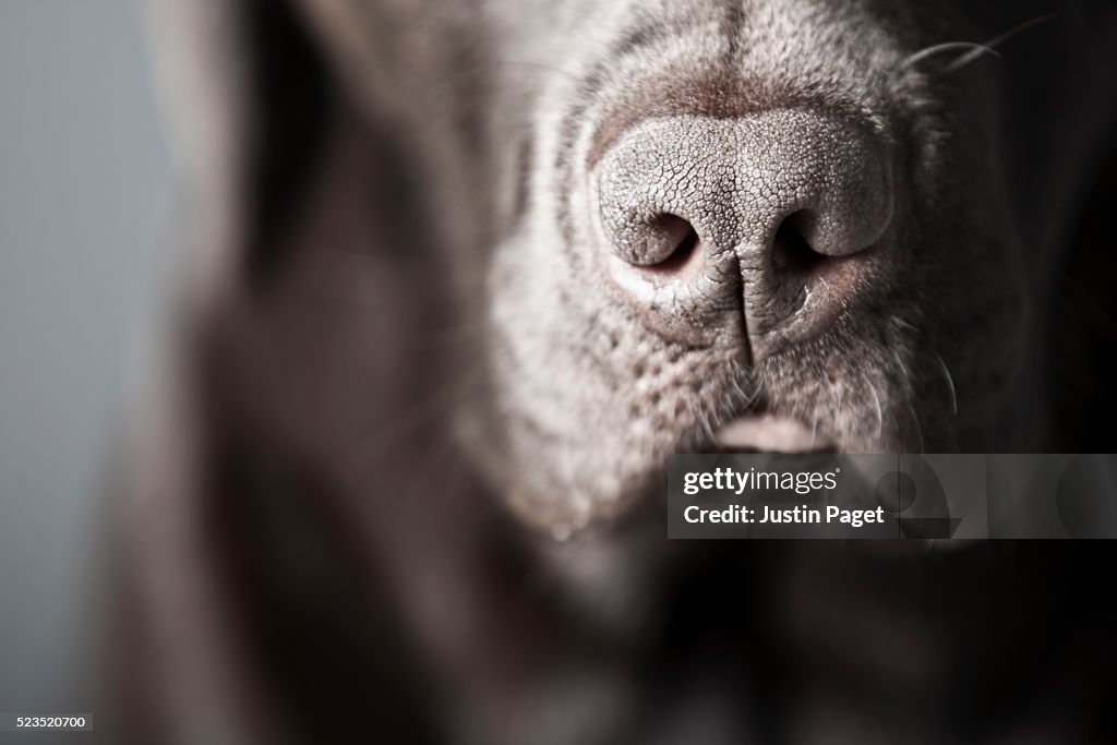 Chocolate Labrador's Nose
