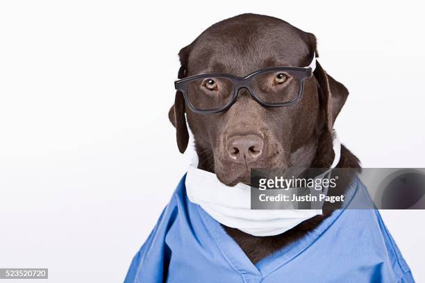 chocolate labrador surgeon - funny surgical masks stock-fotos und bilder
