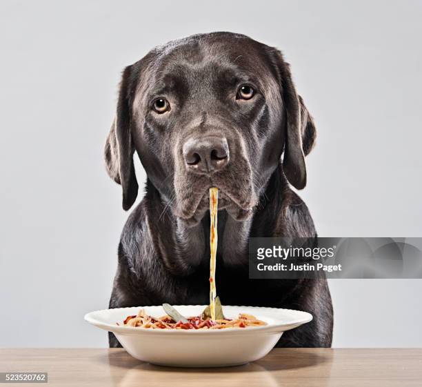 chocolate labrador eating spaghetti - funny dog eating stock pictures, royalty-free photos & images