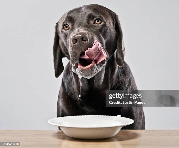 chocolate labrador drinking a bowl of milk - dog bowl ストックフォトと画像