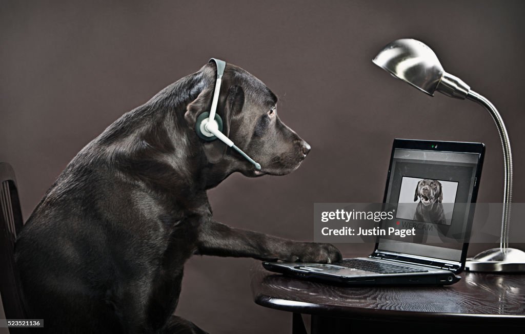 Chocolate labrador teleconferencing on laptop