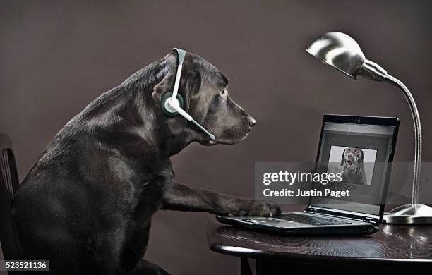 chocolate labrador teleconferencing on laptop - eén dier stockfoto's en -beelden