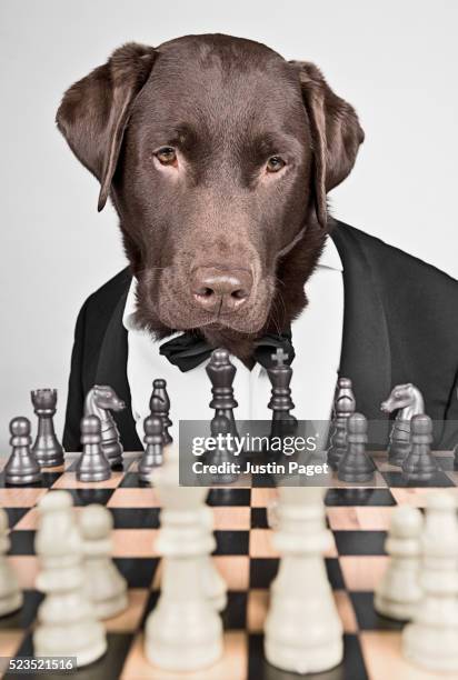 Labrador Chess 2,310 Animals Wearing Tuxedos Stock Photos, High-Res Pictures, and ...