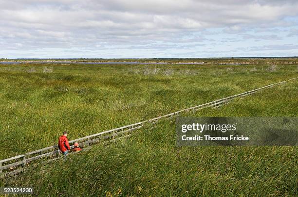 father and daughter on marsh boardwalk - manitoba stock pictures, royalty-free photos & images