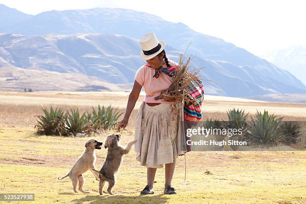 woman wearing traditional costume, with two puppy dogs. the mountain region near moray. cusco. peru. - moray cusco fotografías e imágenes de stock