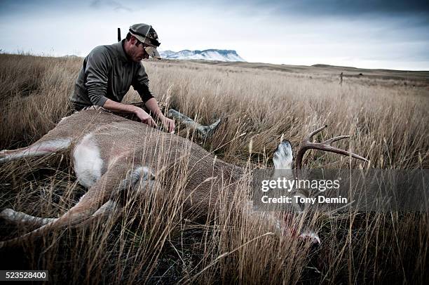 hunter with a new killed buck - dead deer fotografías e imágenes de stock