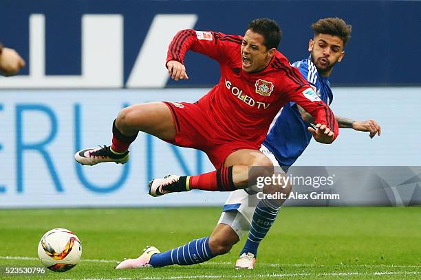 Javier Hernandez of Leverkusen is challenged by Junior Caicara of Schalke during the Bundesliga match between FC Schalke 04 and Bayer Leverkusen at...