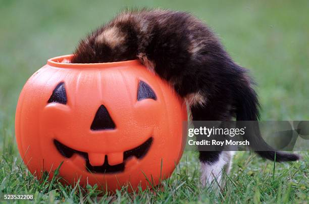 kitten peeking into trick-or-treat pumpkin - naughty halloween photos et images de collection