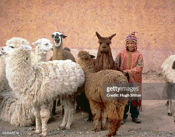 a peruvian boy between a herd lamas, peru - hugh sitton stock-fotos und bilder