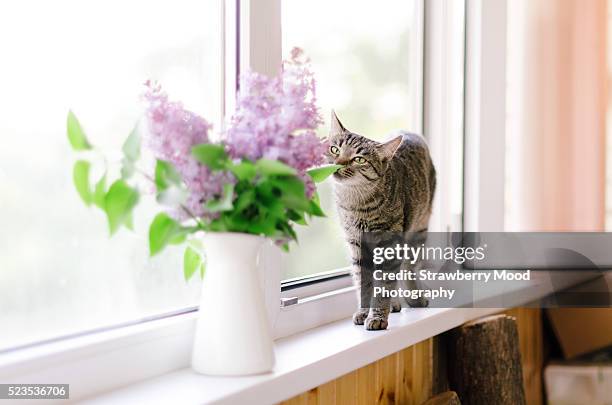 a cat and a bunch of fresh lilac in a vase in rustic style - balcony decoration stock pictures, royalty-free photos & images