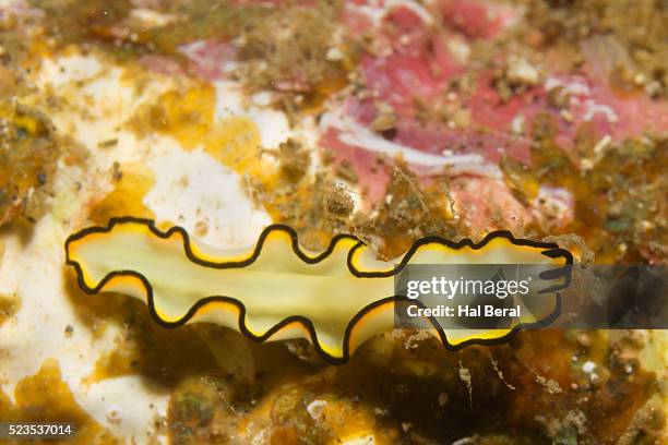 Polyclads Color Polyclad Photos and Premium High Res Pictures - Getty Images