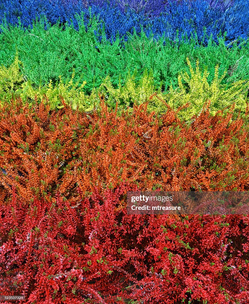 Calluna Sprayed Dyed Spray Painted Heather Plants Autumn Heathers Rainbow Colours High ...