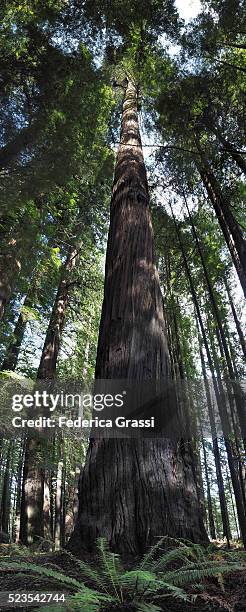 vertical panorama of huge redwood trees, humboldt redwoods state park, california - humboldt redwoods state park 個照片及圖片檔