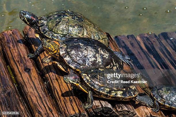 Turtle Del Rio Rio Turtle Photos and Premium High Res Pictures - Getty Images