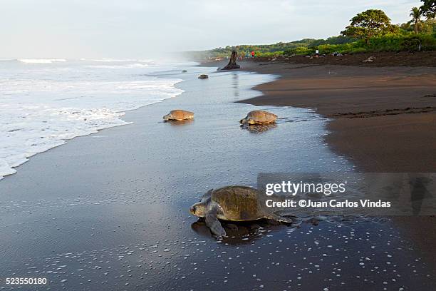 olive-ridley sea turtle - lepidochelis olivacea - fotografias e filmes do acervo