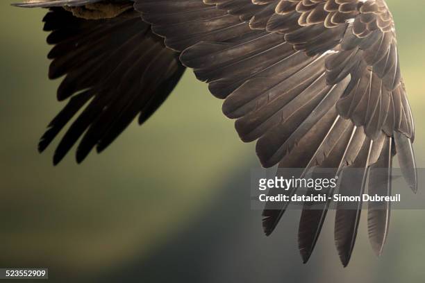 bald eagle wings - unalaska stockfoto's en -beelden