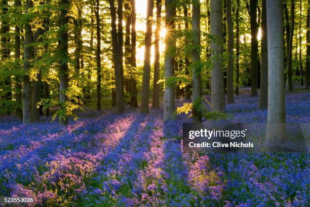 bluebell wood at coton manor - bluebell wood foto e immagini stock