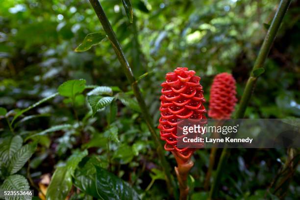 heliconia plant, near fortuna, costa rica - hawaiian heliconia stock pictures, royalty-free photos & images
