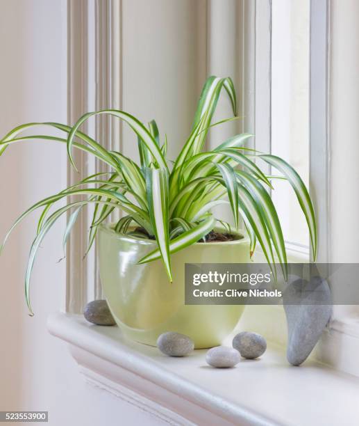 spider plant - fensterrahmen stock-fotos und bilder