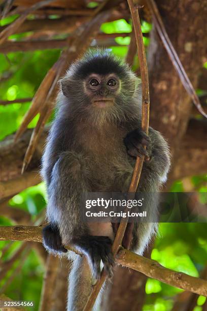 a baby silvery lutung or silvered leaf monkey (trachypithecus cristatus) - silvered leaf monkey bildbanksfoton och bilder