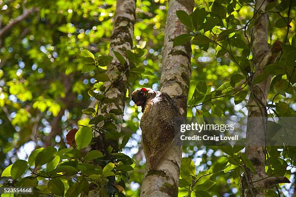 colugo or flying lemur (galeopterus variegatus) on a tree - colugo stock-fotos und bilder