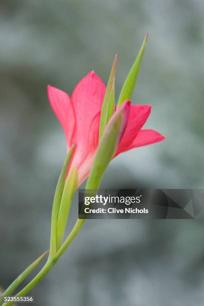 close-up of gladiolus carmineus - gladiolus stock pictures, royalty-free photos & images