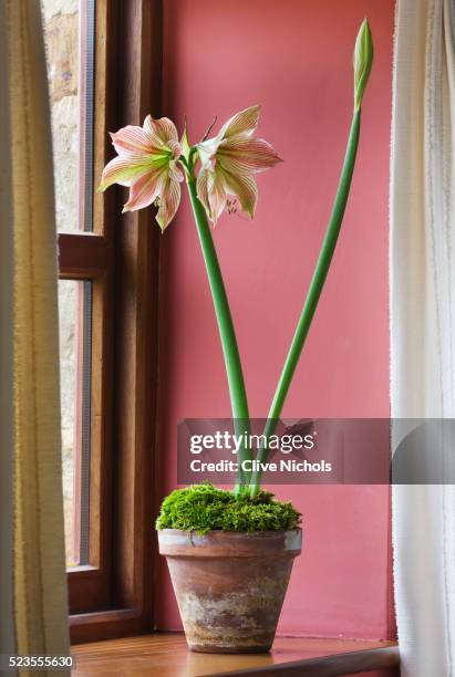 amaryllis hippeastrum 'exotic star' in terracotta container on window sill - belladonna stock pictures, royalty-free photos & images