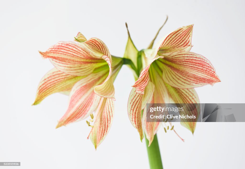 Close-up of the flower of Amaryllis Hippeastrum 'Exotic Star'