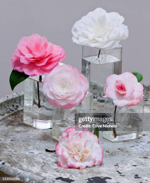 camellias in glass vases - camellia tammia, water lily, desire, margaret davis and nuccio's gem - s - camellia stock-fotos und bilder