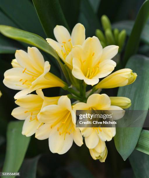 Yellow Clivia 265 Clivia Miniata Stock Photos, High-Res Pictures, and Images - Getty ...
