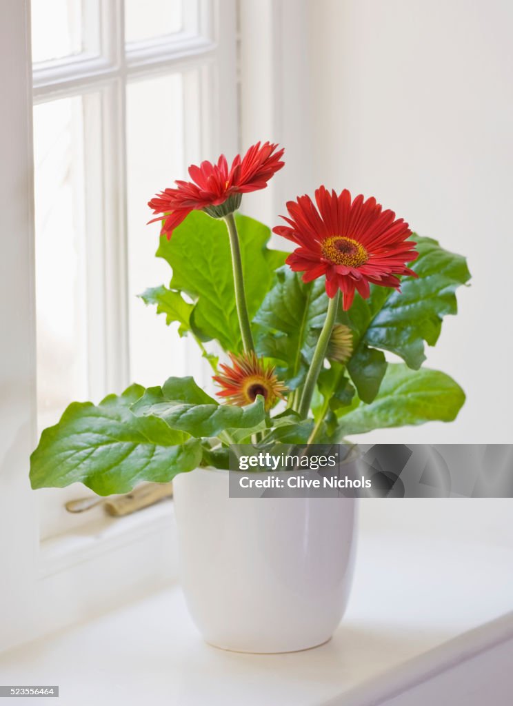 DESIGNER - CLARE MATTHEWS: HOUSEPLANT PROJECT - RED GERBERA IN WHITE CONTAINER