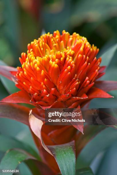 red and orange flower of nidularium 'fireball' - nidularium imagens e fotografias de stock