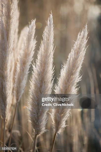 manor house in stevington - pampa stock-fotos und bilder