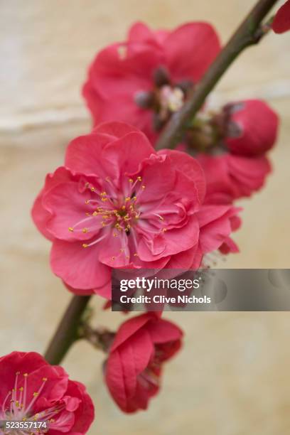 forde abbey, somerset, uk - fiore di pesco foto e immagini stock