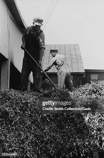 Photograph of two men wearing overalls, shirts and hats standing on top of a pile of harvested pea plants, the men are working the pile with hand...